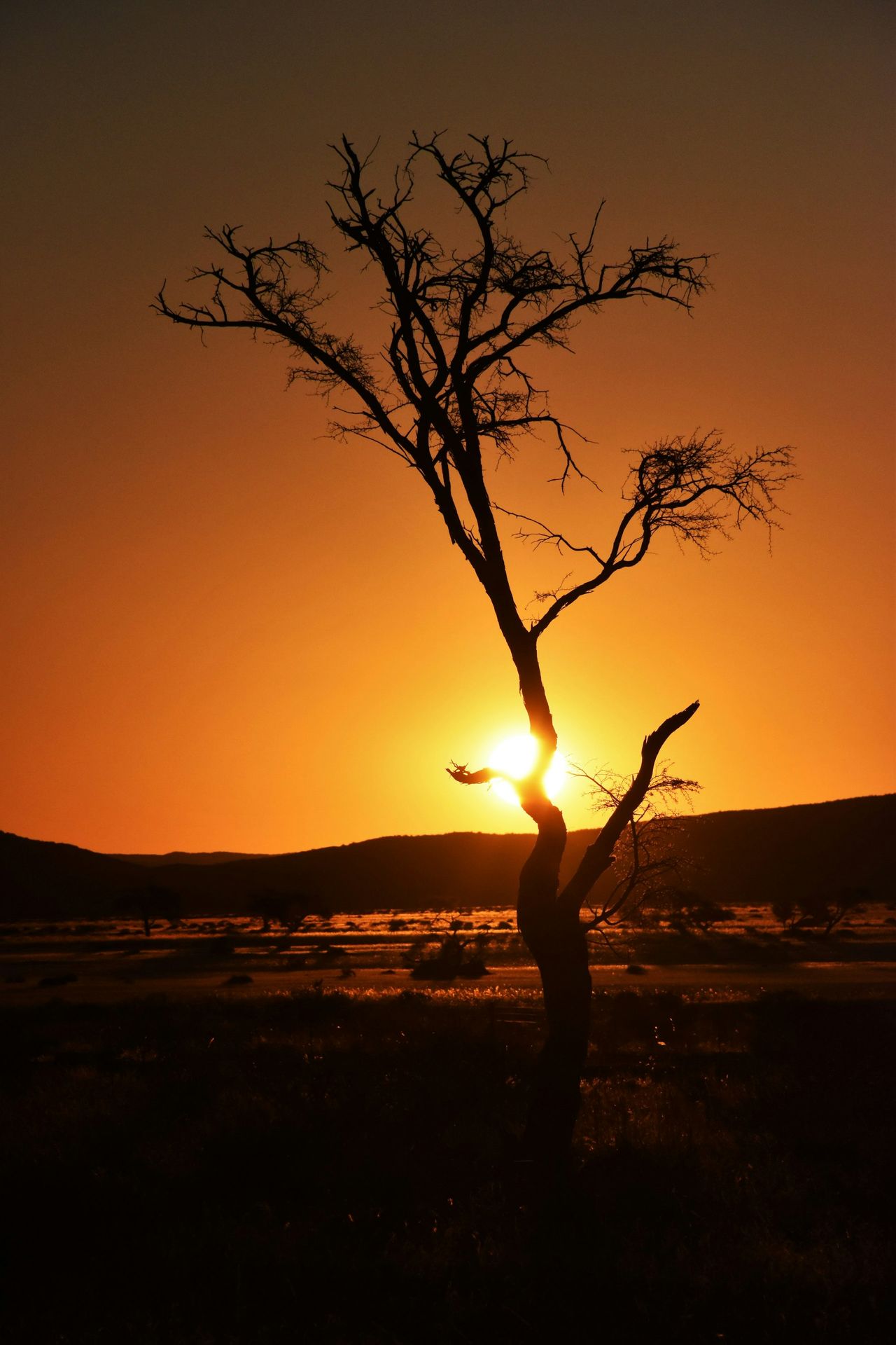 silhouette of bare tree during sunset